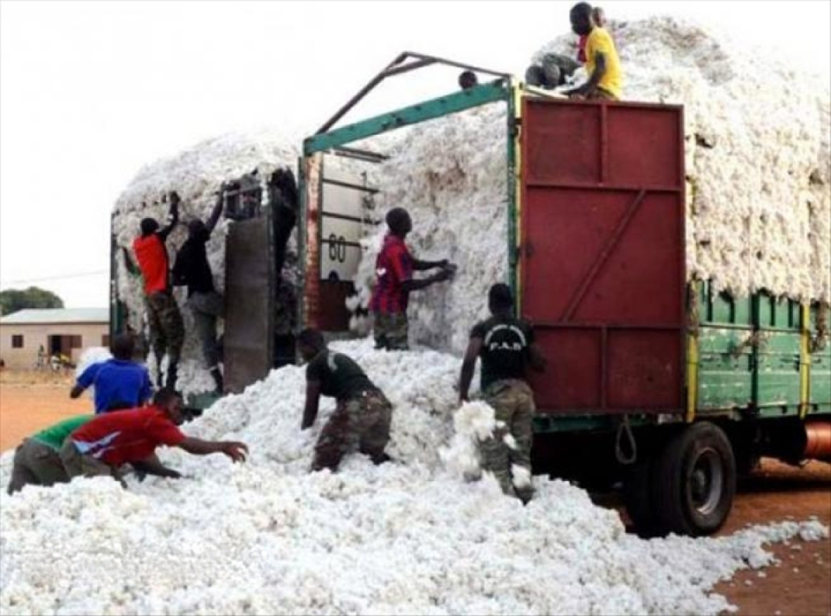 PRODUCTION COTONNIERE 2020-2021 AU BENIN : Un nouveau record de 728 000 tonnes enregistré