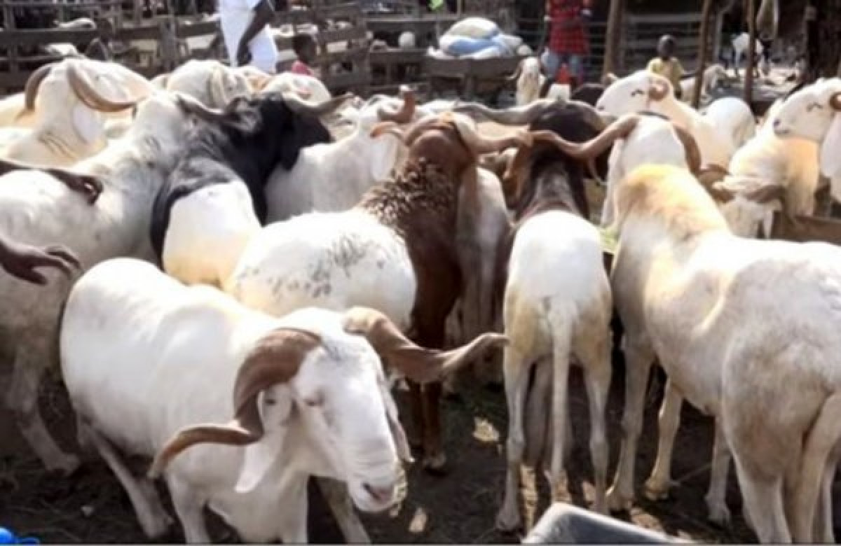 COMMUNE DE DJIDJA  :   Un réseau de vol de bétail démantelé par la population   . Deux membres aux mains de la police, un troisième hospitalisé 