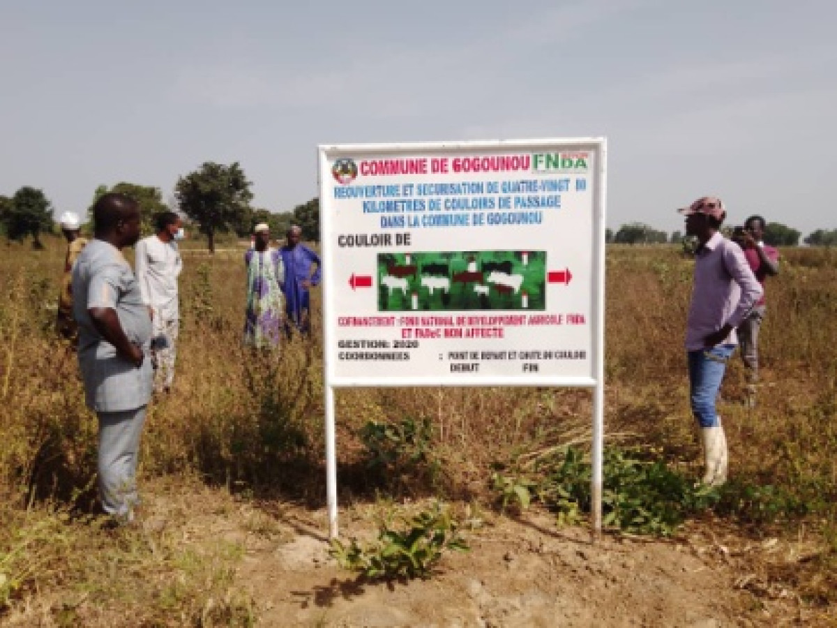 REOUVERTURE ET SECURISATION DE 80 KM DE COULOIRS DE TRANSHUMANCE A GOGOUNOU : Seydou Bary Tidjani signe la fin des conflits agro-pastoraux