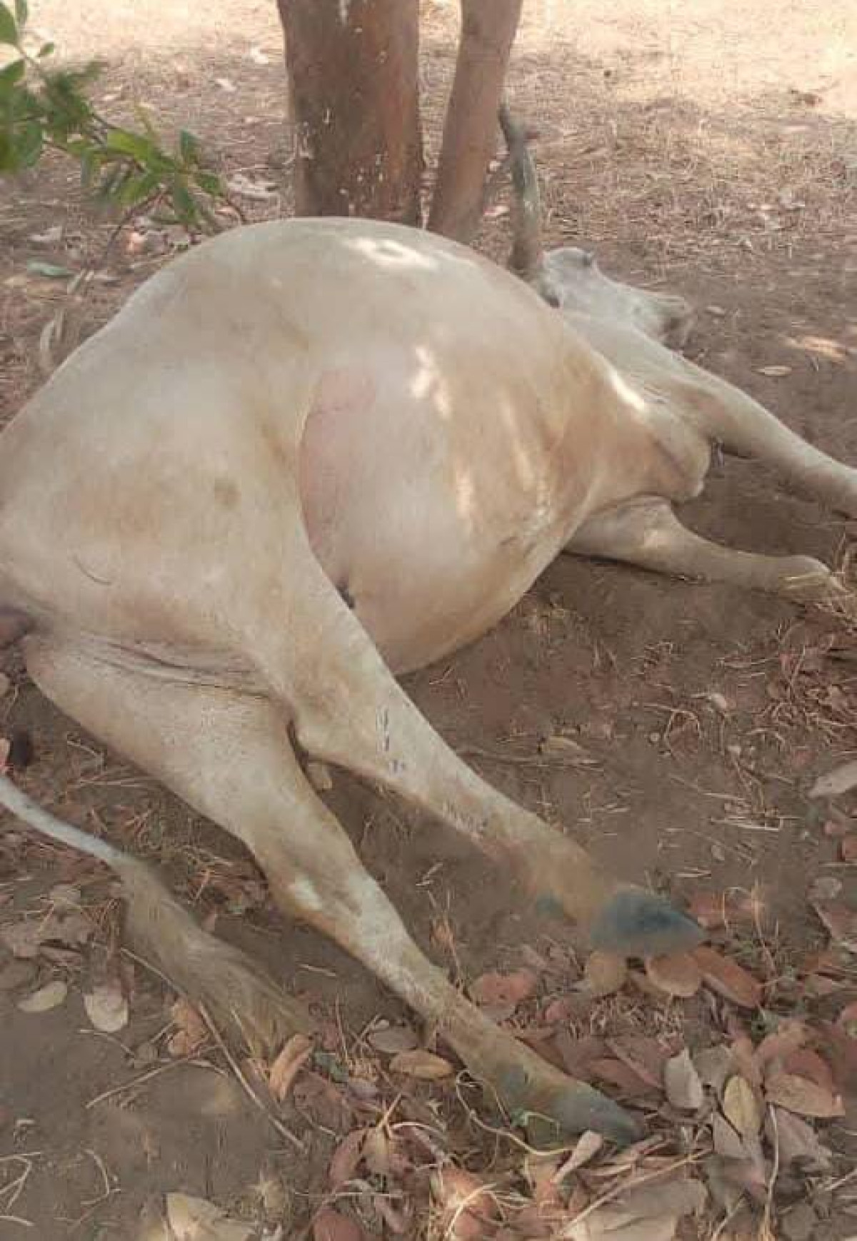 Tragédie à Nikki: 12 bœufs empoisonnés dans une plantation d’anacardiers