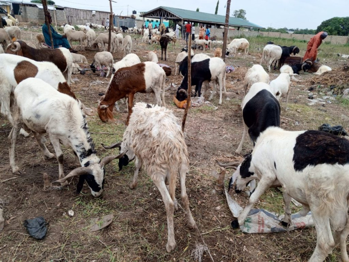 FLAMBÉE DU PRIX DES MOUTONS À PARAKOU : La Tabaski 2023 s’annonce difficile pour de nombreux fidèles . L’insécurité au Burkina-Faso pointée du doigt