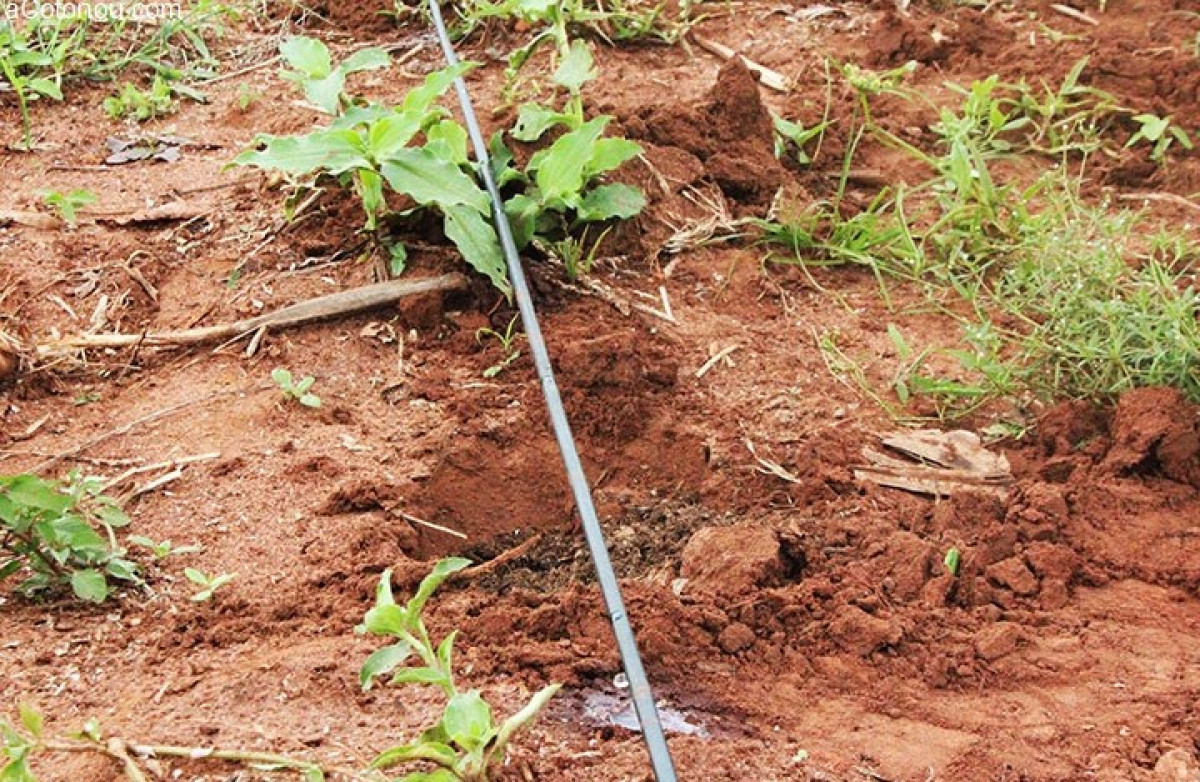 TROIS ANS DE MISE EN ŒUVRE DES REFORMES DANS LE SECTEUR DU FONCIER : Que retenir dans le Borgou et l’Alibori ?