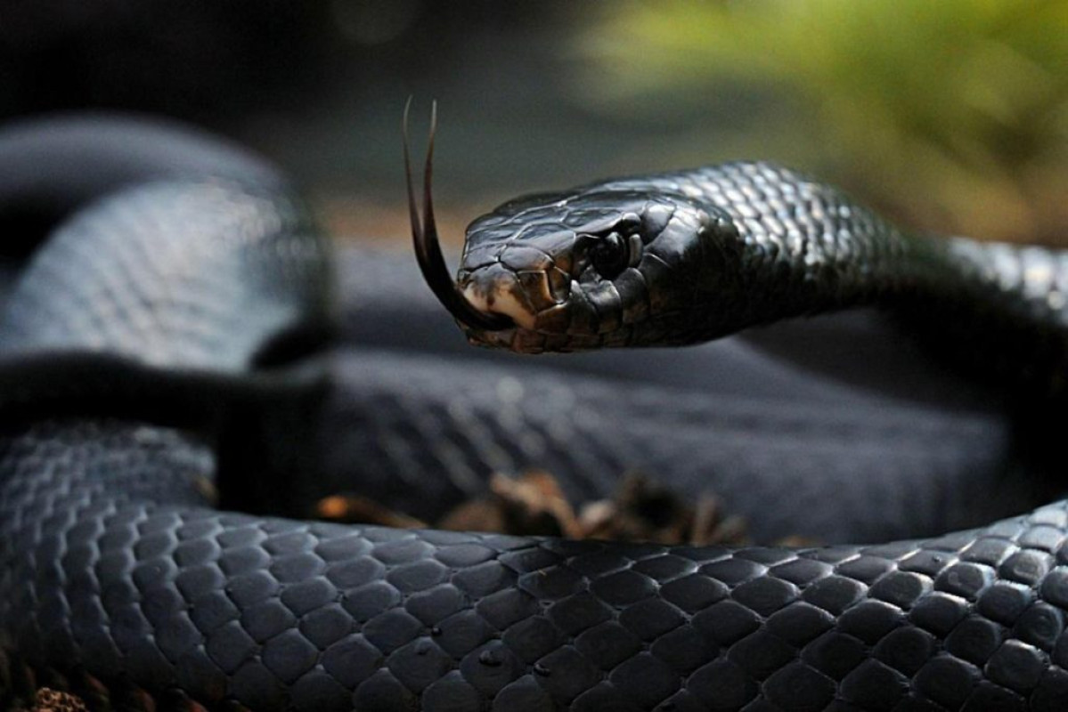 FAIT INSOLITE AU BENIN : Un gros serpent noir apparaît au début d’une audience dans un tribunal