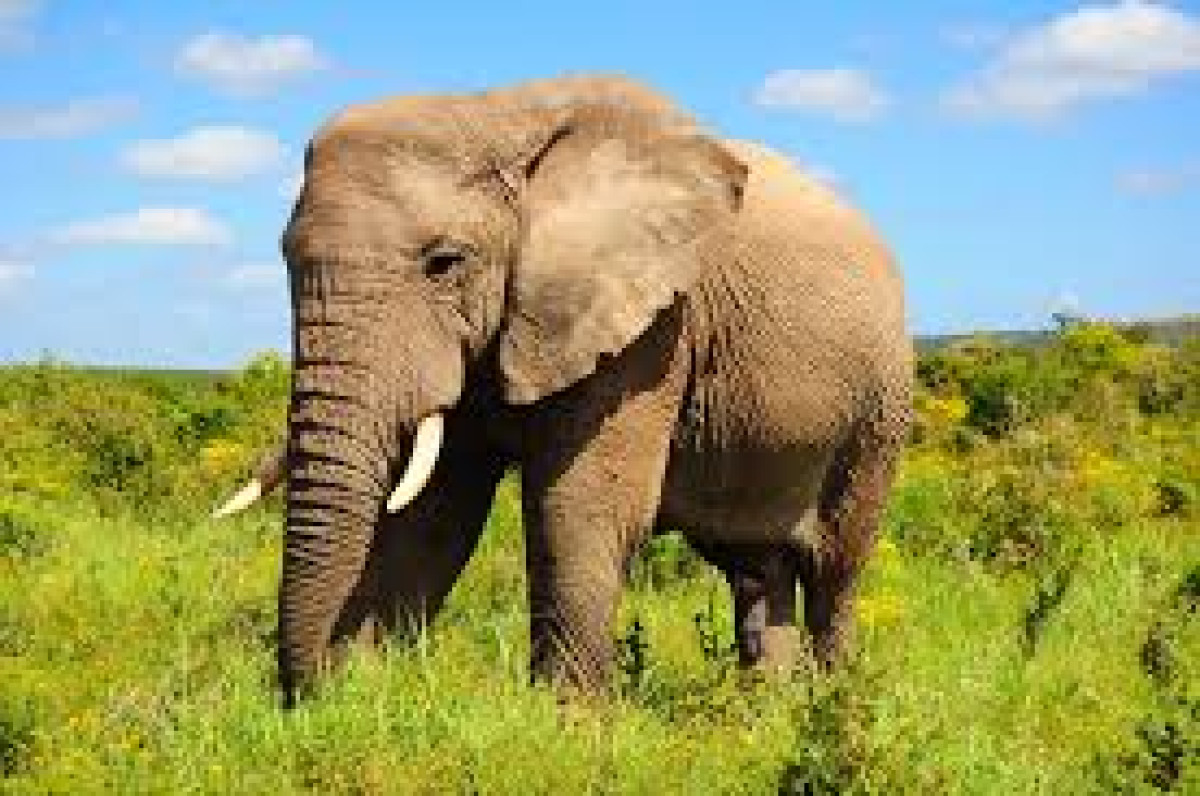 Tchatchou: la divagation d'un pachyderme fait un mort à Woria