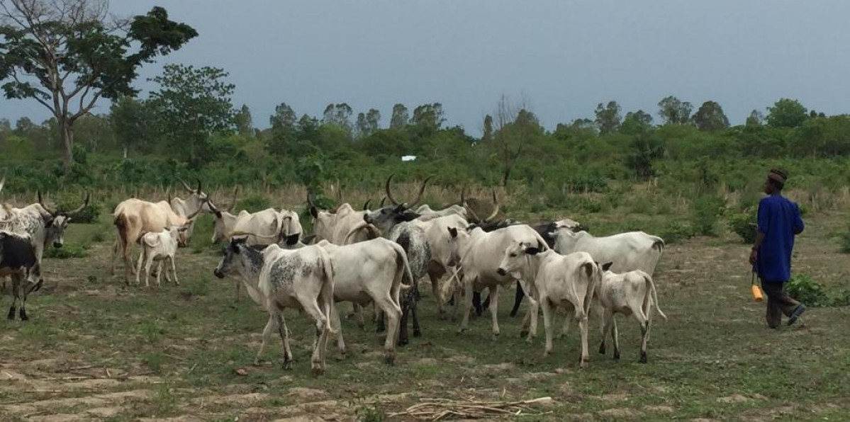 N’DALI : Affrontement sanglant entre éleveur et agriculteur à Gbitébou
