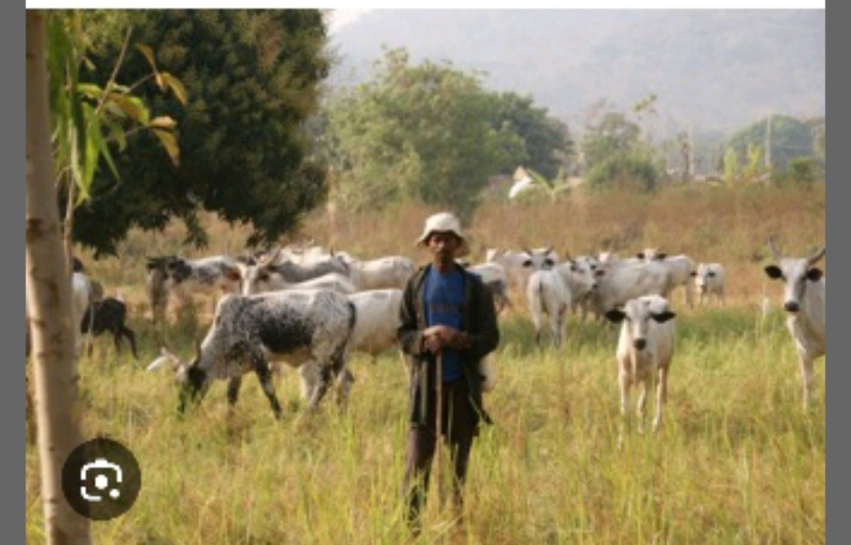 Production de viande au Bénin: l&rsquo;Ader, pour booster l’élevage des ruminants 