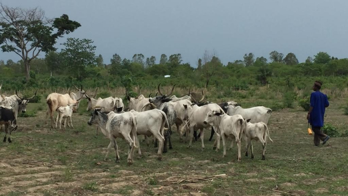 RÉORGANISATION DE LA TRANSHUMANCE DES ANIMAUX AU BÉNIN : Le gouvernement opte pour un nouveau type d’élevage