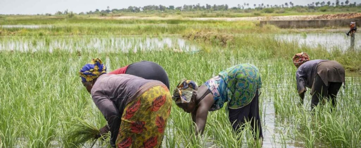 Valorisation des réservoirs hydro-agricoles naturels au bénin: le gouvernement instruit la réalisation de plusieurs études