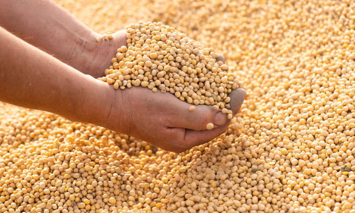 Filière Soja au Bénin: Une vaste opération d’achat de tous les stocks disponibles lancée