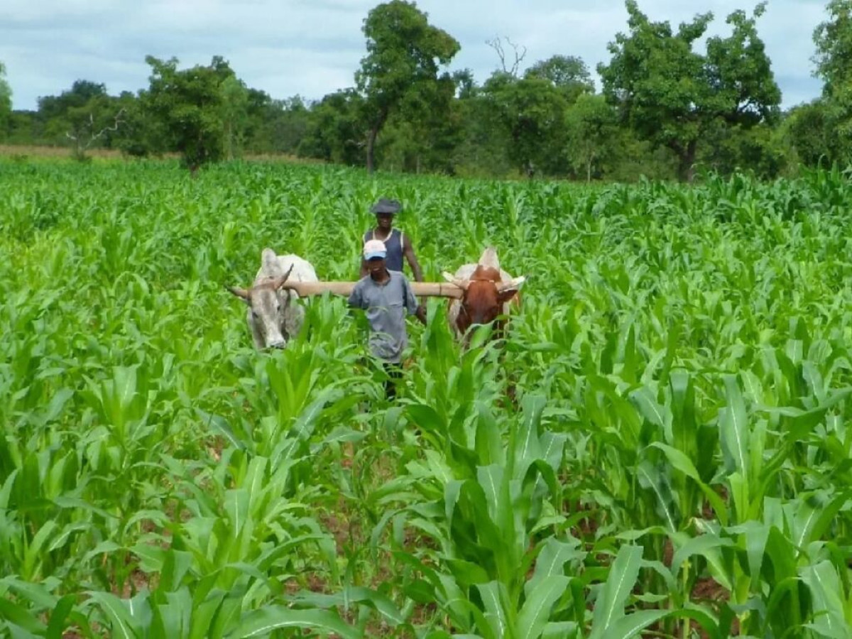 Bénin: les modalités d’organisation de la conférence agricole annuelle fixées