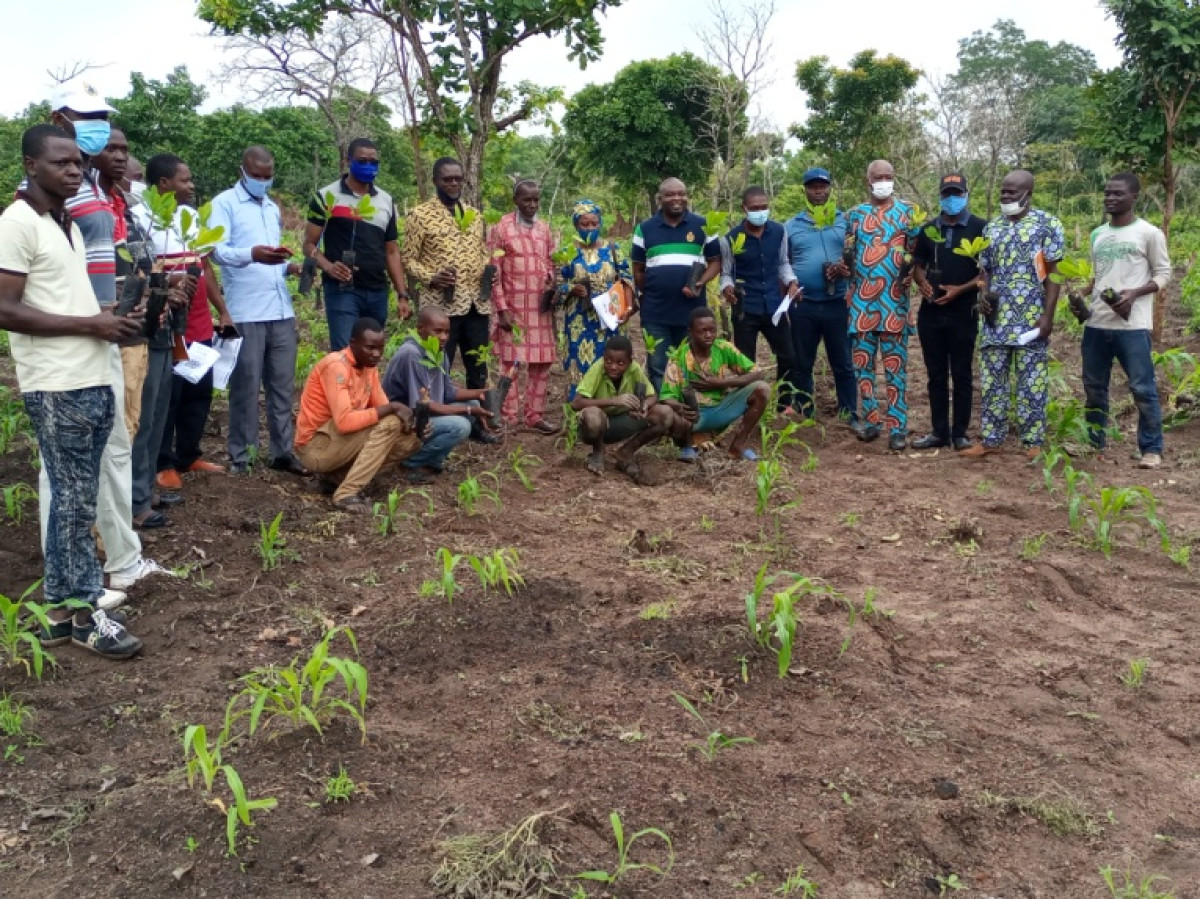 PROMOTION DE LA FILIERE ANACARDE AU BENIN : Pro-Cashew, un vaste projet pour concrétiser la vision du gouvernement . 25 000 plants greffés prévus pour être distribués en 2021