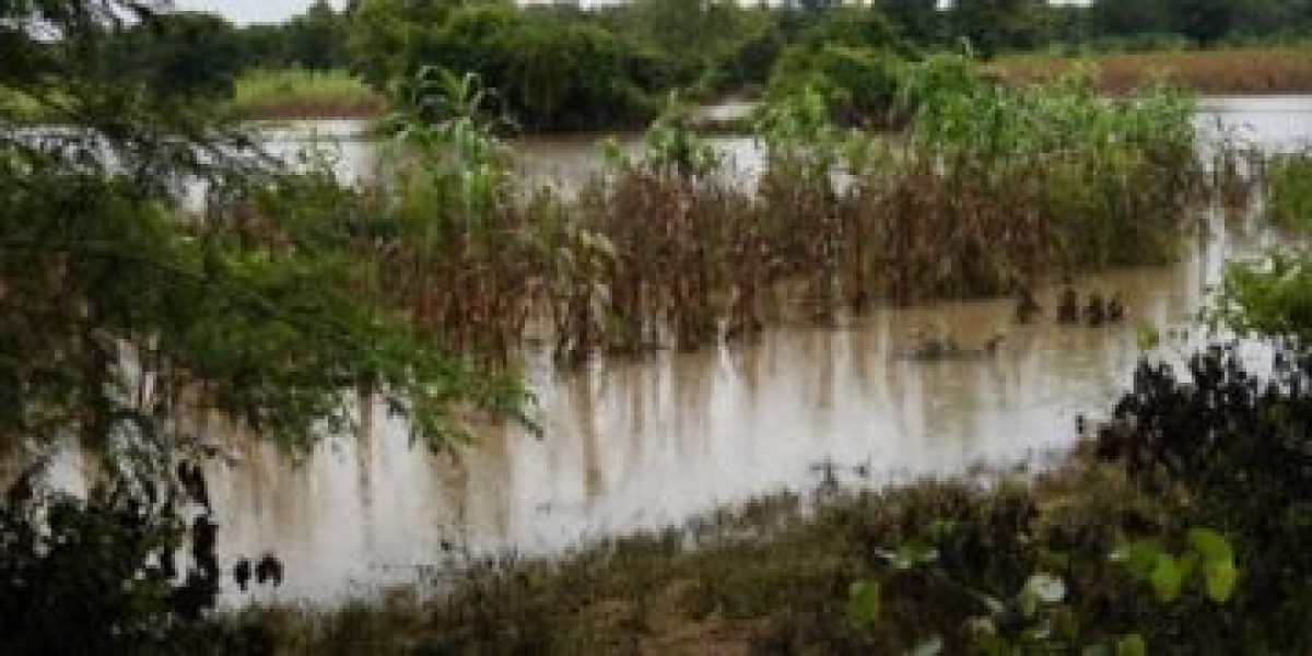 DEBORDEMENT DU FLEUVE AFFON DANS LA COMMUNE DE DJOUGOU : Des dizaines d’hectares de champs emportés