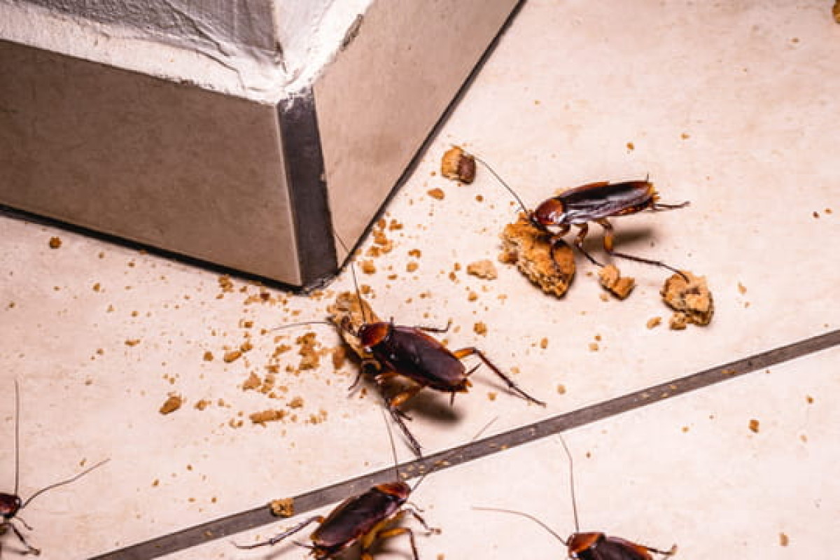 TRUCS ET ASTUCES : Essayez ces méthodes naturelles pour éliminer définitivement les cafards de votre maison