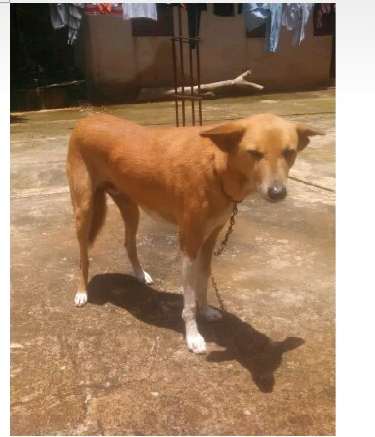 DIVAGATION DES CHIENS À PARAKOU : De véritables vecteurs de rage en plein air