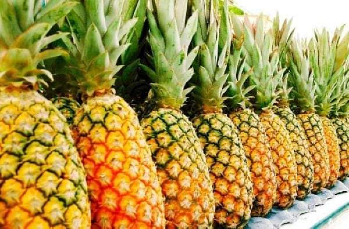 RETRAIT DE L’ANANAS BÉNINOIS DU MARCHÉ FRANÇAIS : Les ananas du Bénin emportent le Dg de l’Abssa .Son remplaçant déjà connu