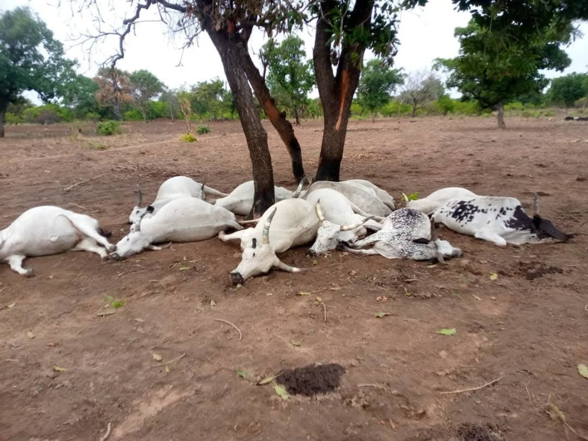 Ségbana: un éleveur perd 11 vaches sous le coup d’un tonnerre