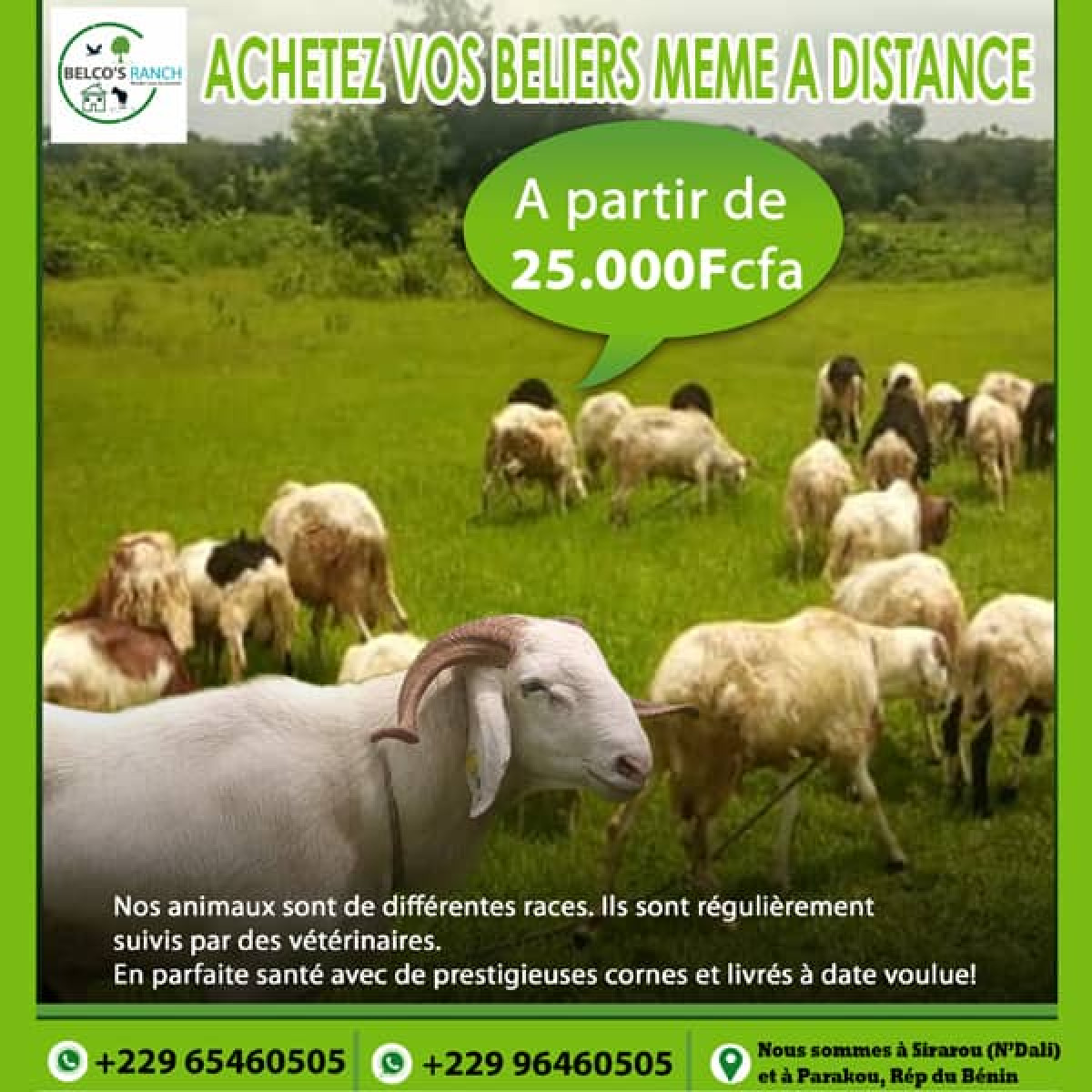 TABASKI 2019 : Achetez vos moutons à moindre coût chez Belco’s Ranch