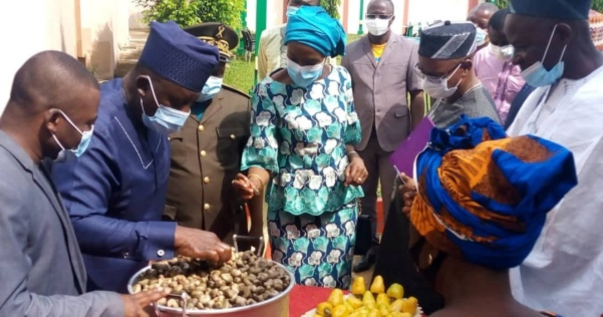 BENIN/COMMERCIALISATION DES NOIX DE CAJOU : La campagne 2020-2021 officiellement lancée à Kétou