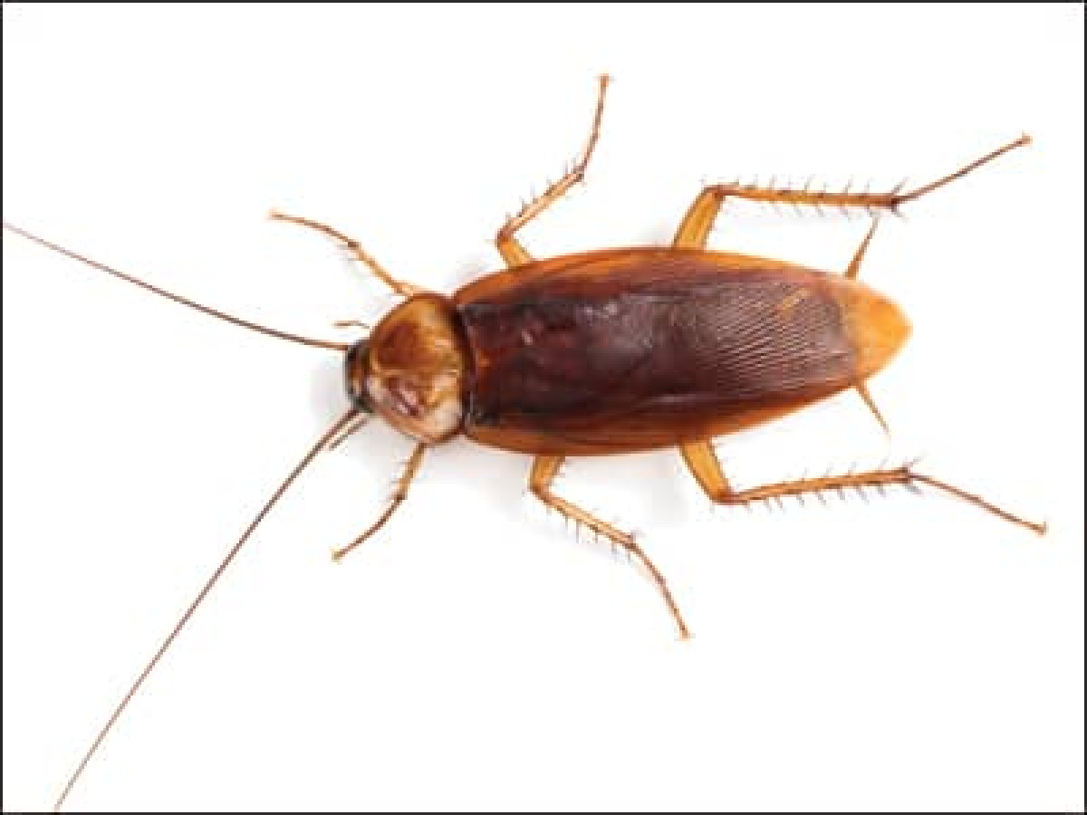 CURIOSITE SCIENTIFIQUE : Un cafard retrouvé dans la tête d’une patiente