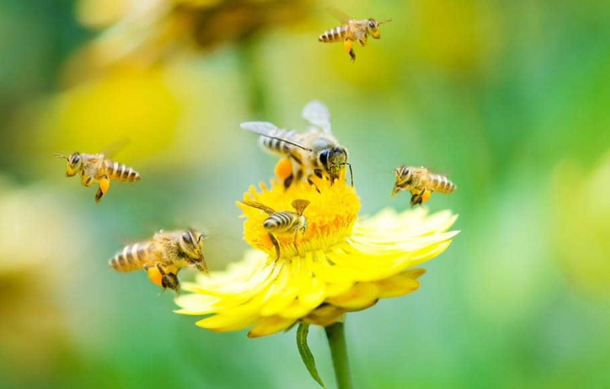 JOURNEE MONDIALE DES ABEILLES CE MERCREDI 20 MAI : Le secteur de l’apiculture influencé par la Covid-19