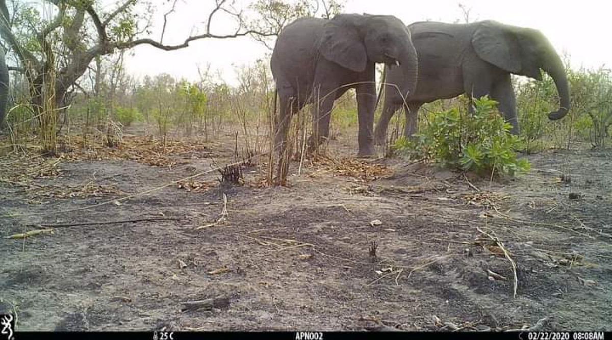 KANDI/DIVAGATION D’UN ÉLÉPHANT A SONSORO : Un mort et un blessé