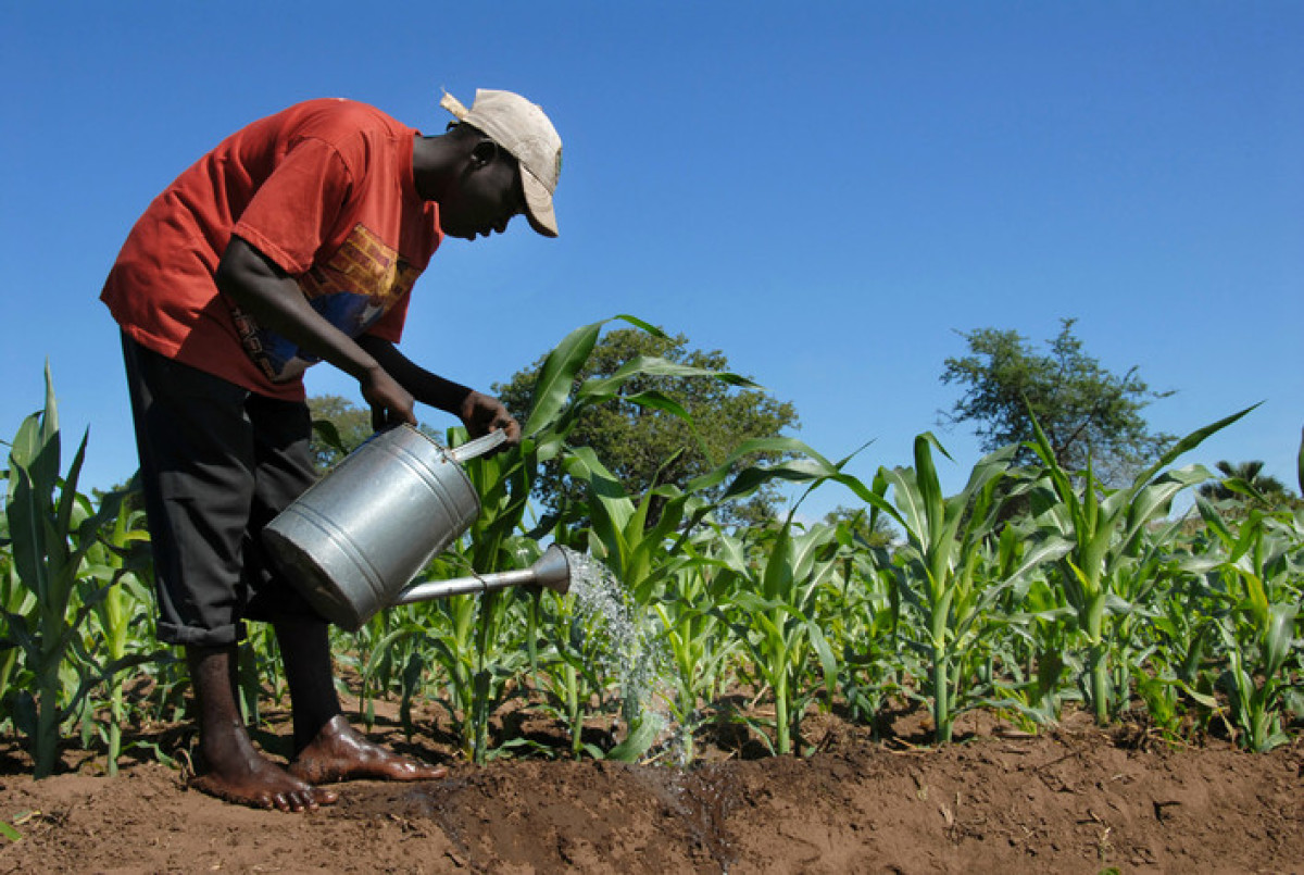 BÉNIN/MINISTÈRE DE L’AGRICULTURE, DE L’ÉLEVAVE ET DE LA PÊCHE : Le gouvernement annonce le recrutement de 225 agents contractuels