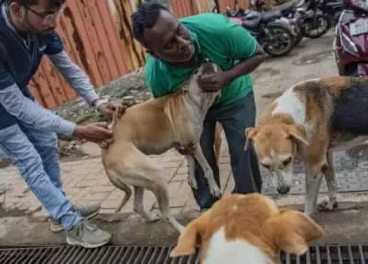 Djidja/Après le décès d’un enfant diagnostiqué de la rage: Le gouvernement ordonne l’abattage des animaux de compagnie errants