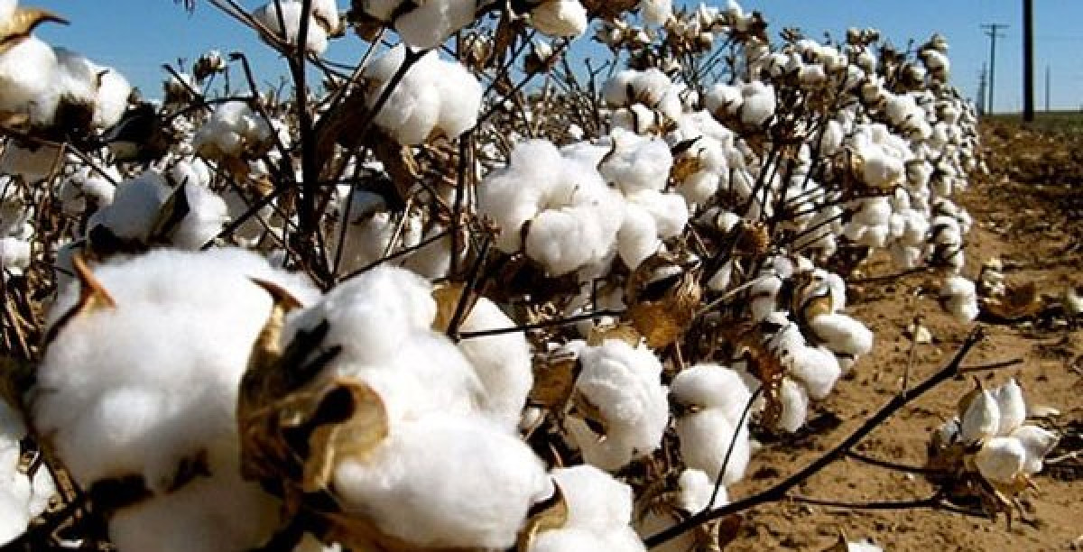 PRODUCTION DU COTON ET INVESTISSEMENT DE L’ETAT A BANIKOARA  : Talon en passe de corriger une injustice