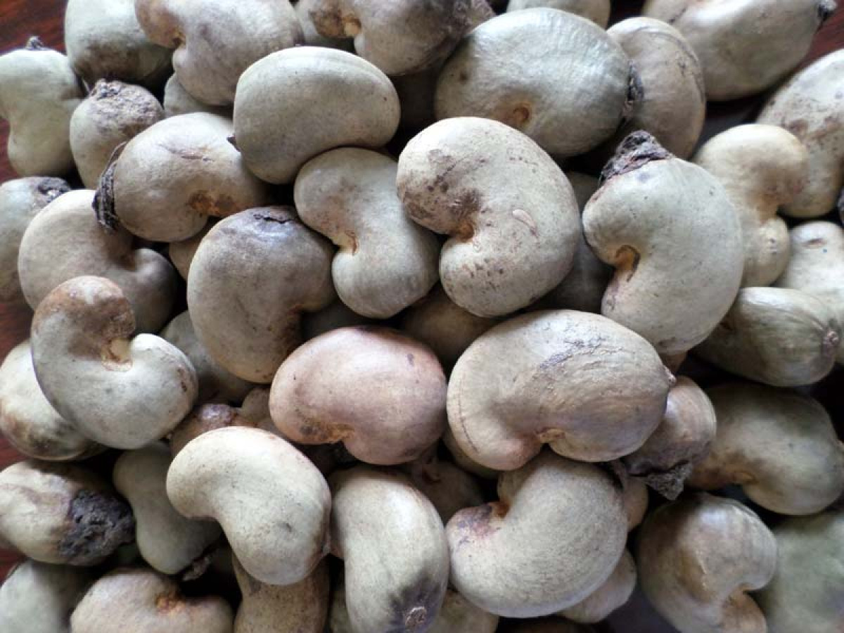 PRODUCTION AGRICOLE AU BÉNIN : L’exportation du cajou brut interdite à partir de 2024