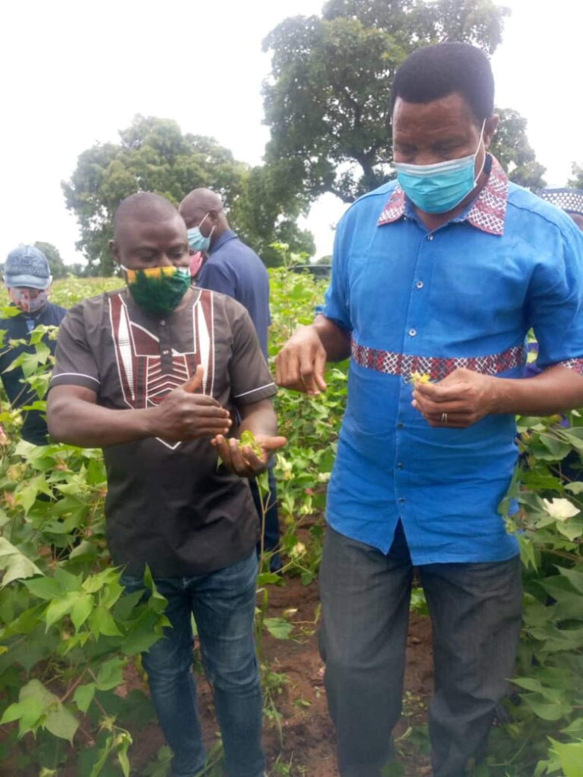 CAMPAGNE COTONNIÈRE 2020-2021 AU BÉNIN : La Fn-Cvpc veille au grain pour l’atteinte de 850.000 t de coton graine