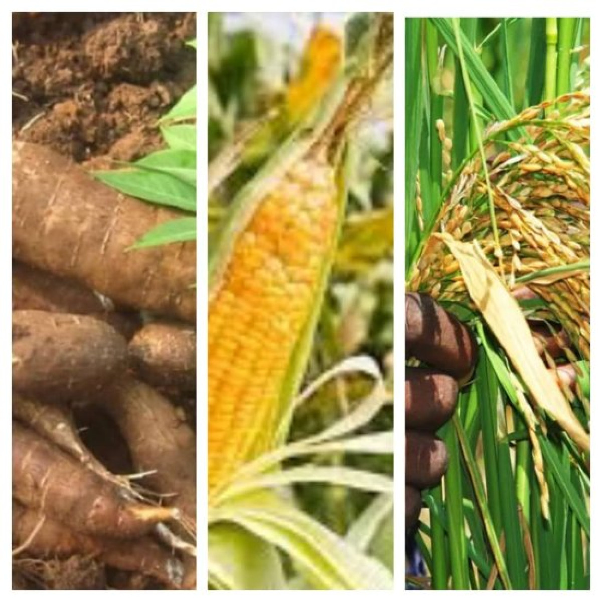 VALORISATION DES FILIÈRES MANIOC, RIZ ET MAÏS AU BÉNIN : Six complexes de transformation bientôt installés