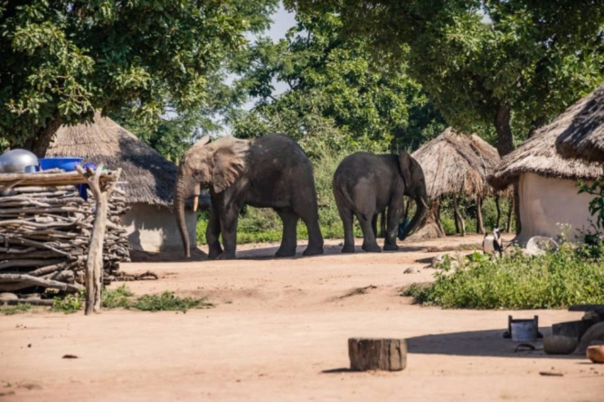 DIVAGATION D’UN PACHYDERME A KANDI : Félicien Amakpè de l’inspection forestière rassure
