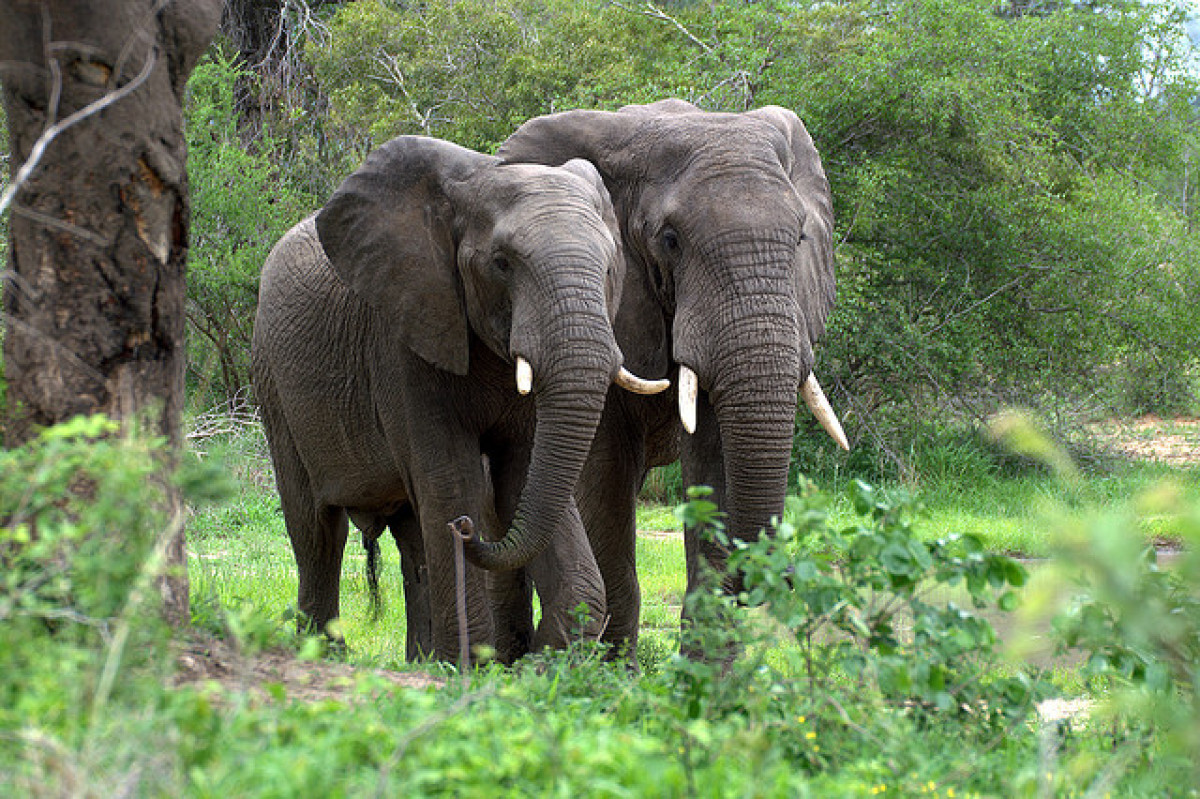 HIVERNAGE DE PACHYDERMES DANS LE NORD-BENIN : Des éléphants sèment la terreur à Bembèrèkè, Gogounou et Kalalé