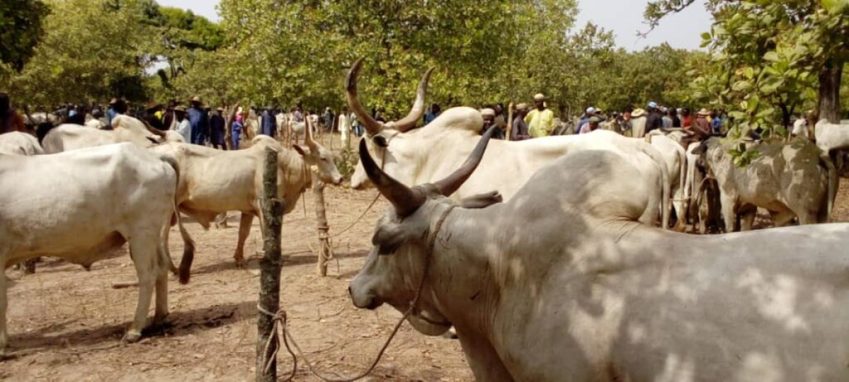 SUITE À UN MALENTENDU ENTRE LES ACTEURS : Les marchés à bétail de Tourou et de Barérou suspendus