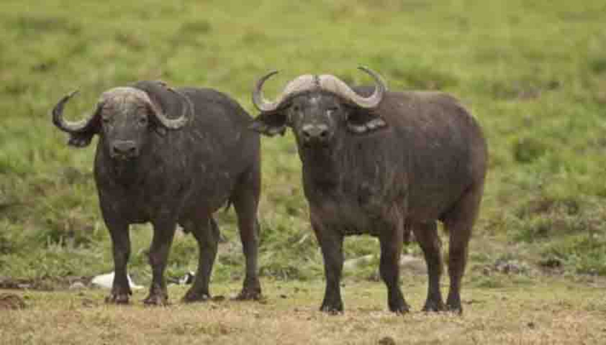 PÉHUNCO : Des buffles en divagation font un mort . Les autorités appellent à la vigilance