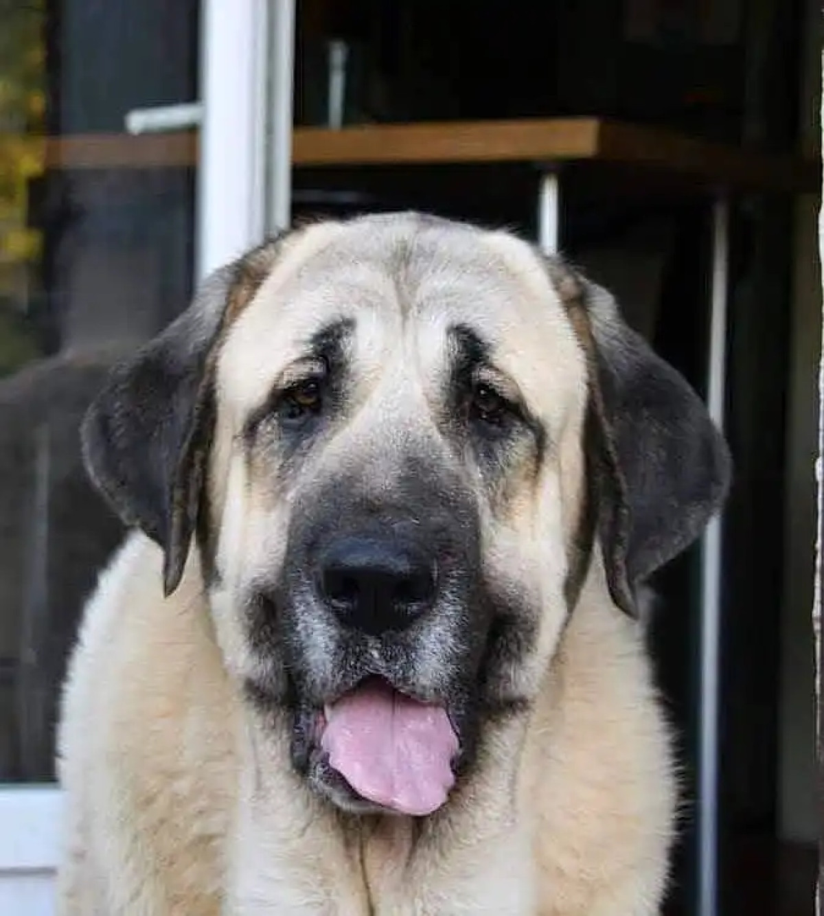 NIKKI  :   L&rsquo;opération d&rsquo;abattage des chiens en divagation lancée 