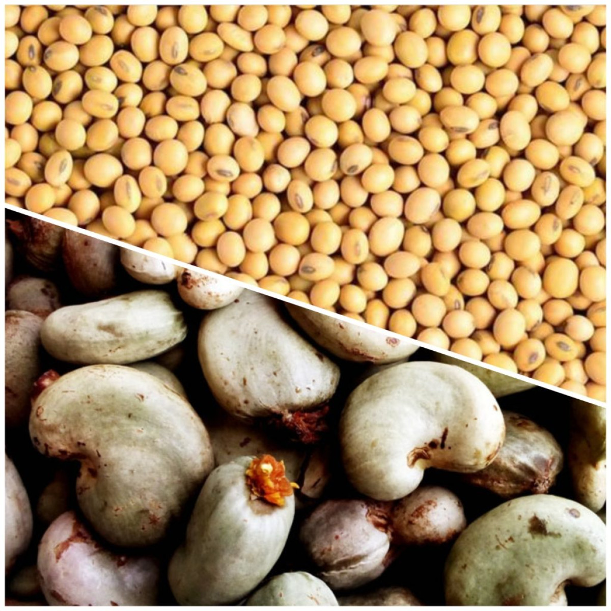 KYRIELLE DE MESURES CONTRE L’EXPORTATION DE CERTAINS PRODUITS VIVRIERS AU BÉNIN : Quand le Soja et le Cajou deviennent de la « cocaïne » sous Talon