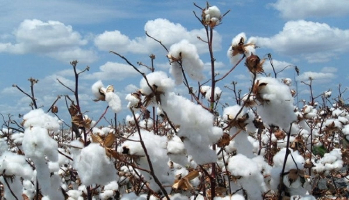 CAMPAGNE COTONNIERE 2021-2022 AU BENIN : Les prix d’achat de coton graine et des intrants homologués