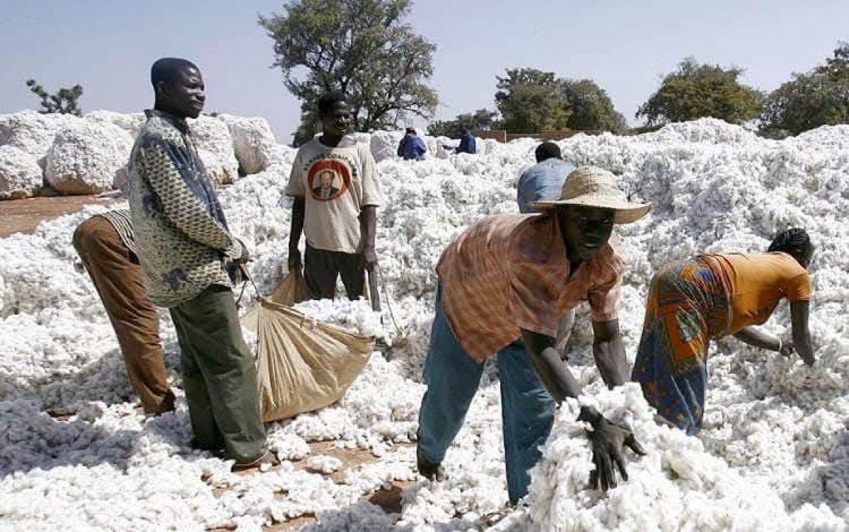 Campagne agricole 2025-2026: les prix de coton-graine et d’intrants fixés