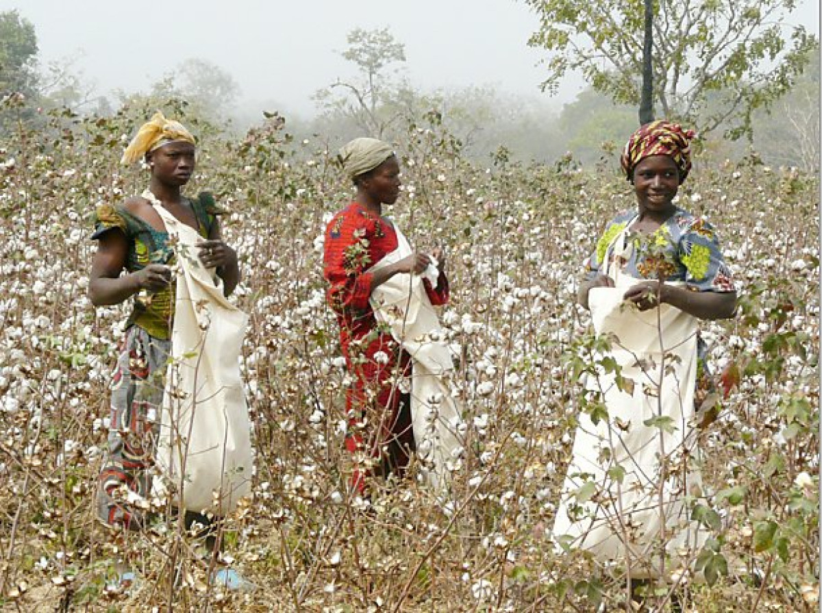 BÉNIN/SOUTIEN DES PRODUCTEURS POUR LA CAMPAGNE AGRICOLE 22-23 : Talon réalise l’inédit pour une production record . Le prix du Coton graine augmente et celui des intrants baisse . Un appui de 31,5 milliards de Fcfa