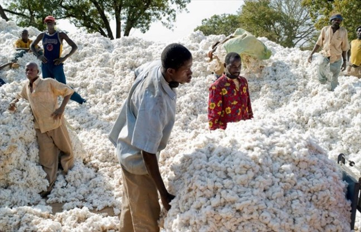 CAMPAGNE COTONNIÈRE 2019-2020 : Le Bénin encore premier en Afrique de l’ouest .714 713 tonnes produites