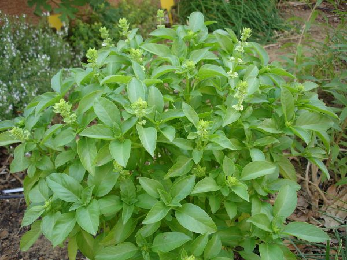 PRESERVATION DES PLANTES MEDECINALES AU BENIN : Un défi pour la médecine traditionnelle