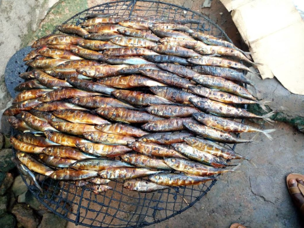 TECHNIQUE TRADITIONNELLE DE FUMAGE DE POISSONS AU BÉNIN : Au cœur d&rsquo;une pratique aux énormes dangers sanitaires et environnementaux