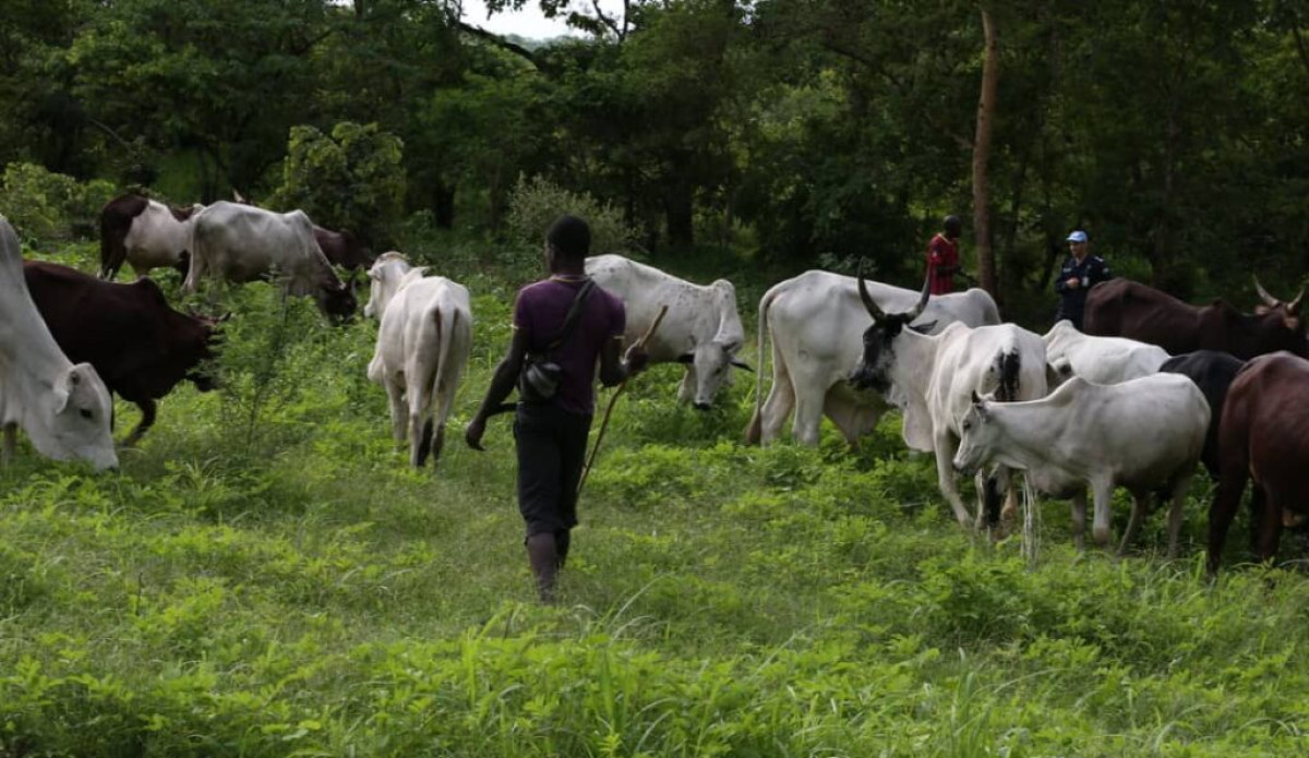 SÉCURISATION DES PÂTURAGES AU BÉNIN : Le gouvernement approuve la création d’un comité national de gestion