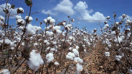 BÉNIN/CAMPAGNE COTONNIÈRE 2022-2023 : Les prix d&rsquo;achat de coton-graine aux producteurs homologués