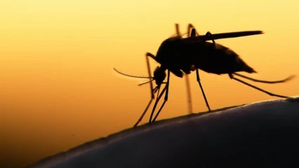BÉNIN : Le paludisme tue plus au Nord qu&rsquo;au Sud selon une enquête