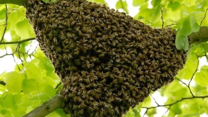 COMMUNE DE KEROU : Deux personnes succombent à la piqûre d&rsquo;abeilles lors d&rsquo;un rituel