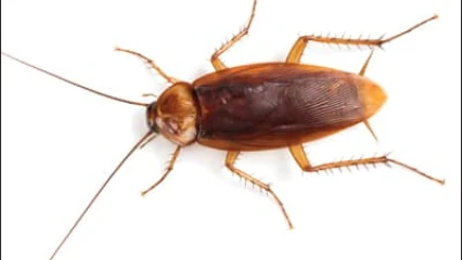 CURIOSITE SCIENTIFIQUE : Un cafard retrouvé dans la tête d’une patiente