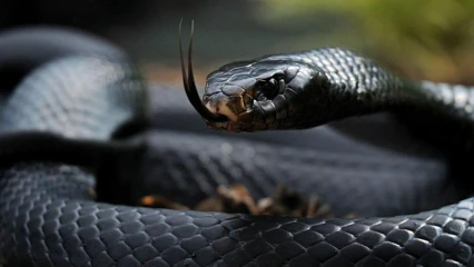 FAIT INSOLITE AU BENIN : Un gros serpent noir apparaît au début d&rsquo;une audience dans un tribunal