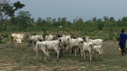 N&rsquo;DALI : Affrontement sanglant entre éleveur et agriculteur à Gbitébou